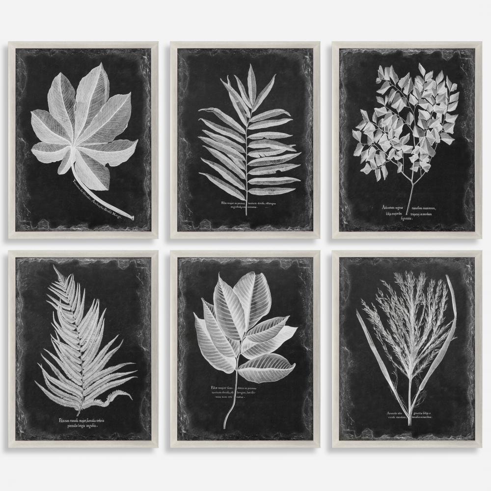 Uttermost Foliage Framed Prints, S/6